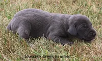 Sapphire, a female Great Dane for sale in Unionville, IA – 4 of 8