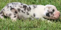 Zeus, a male Great Dane for sale in Unionville, IA – 4 of 10