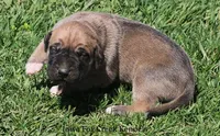 Bubba, a male Great Dane and English Mastiff for sale in Unionville, IA – Photo 7 of 10