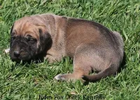Bubba, a male Great Dane and English Mastiff for sale in Unionville, IA – Photo 2 of 10