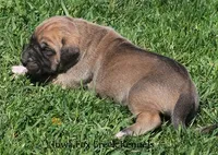 Bubba, a male Great Dane and English Mastiff for sale in Unionville, IA – Photo 4 of 10
