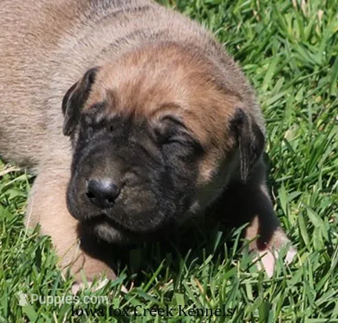 Bubba – Great Dane, English Mastiff puppy for sale in Unionville, IA