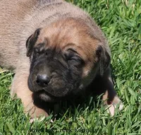 Bubba, a male Great Dane and English Mastiff for sale in Unionville, IA – Photo 1 of 10