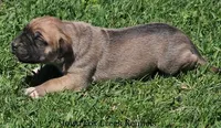Bubba, a male Great Dane and English Mastiff for sale in Unionville, IA – Photo 8 of 10
