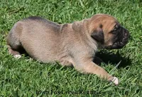 Bubba, a male Great Dane and English Mastiff for sale in Unionville, IA – Photo 3 of 10
