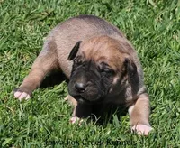 Bubba, a male Great Dane and English Mastiff for sale in Unionville, IA – Photo 5 of 10