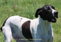 Bubba, a male Great Dane and English Mastiff for sale in Unionville, IA – Photo 10 of 10