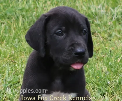 Max – Great Dane puppy for sale in Unionville, IA