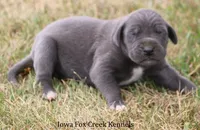 Sophie, a female Great Dane for sale in Unionville, IA – 8 of 10