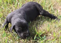 Susie, a female Great Dane for sale in Unionville, IA – 7 of 9