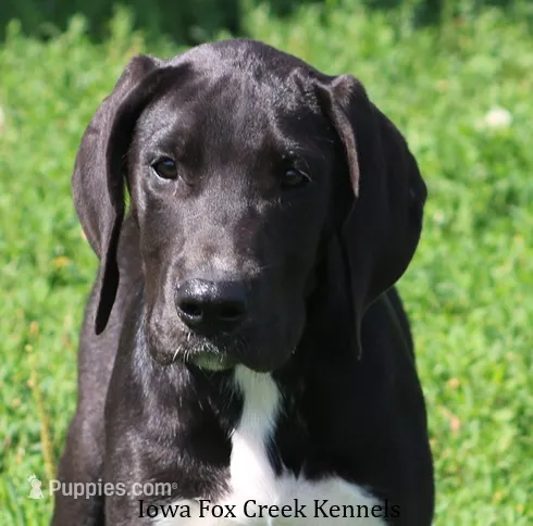 Mitzi – Great Dane puppy for sale in Unionville, IA