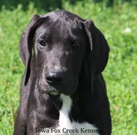 Mitzi, a male Great Dane for sale in Unionville, IA – 1 of 8