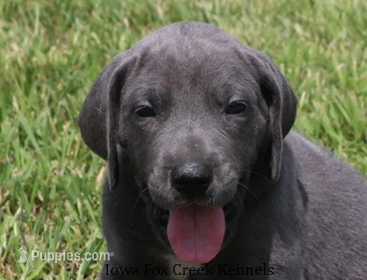 Sarge – Great Dane puppy for sale in Unionville, IA