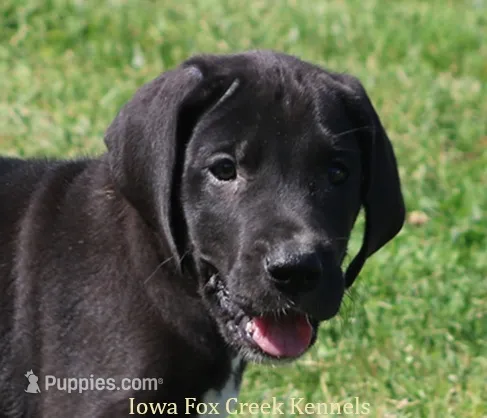 Mitzi – Great Dane puppy for sale in Unionville, IA