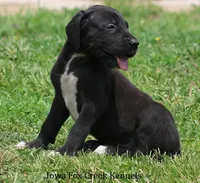 Maya, a male Great Dane for sale in Unionville, IA – 4 of 10