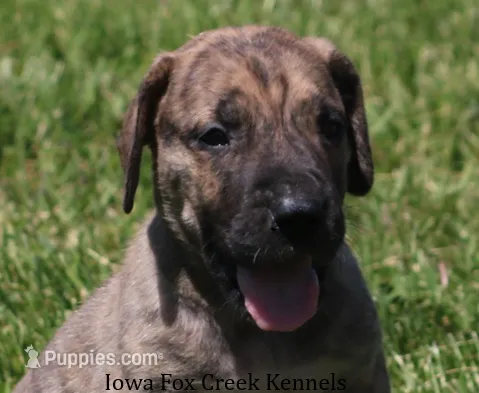 Murphy – Great Dane puppy for sale in Unionville, IA