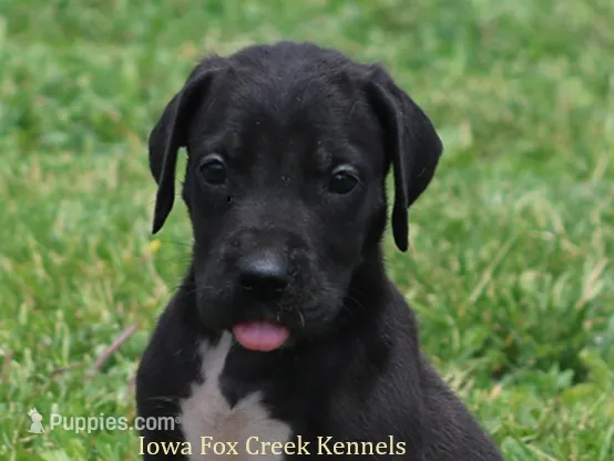 Maya – Great Dane puppy for sale in Unionville, IA