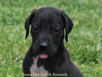Maya, a male Great Dane for sale in Unionville, IA – 1 of 10