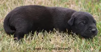 Shadow, a male Great Dane for sale in Unionville, IA – 8 of 10
