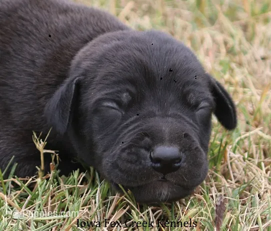 Shadow – Great Dane puppy for sale in Unionville, IA