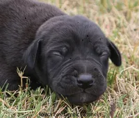 Shadow, a male Great Dane for sale in Unionville, IA – 1 of 10