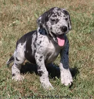 Samson, a male Great Dane for sale in Unionville, IA – 3 of 10