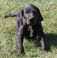 Susie, a female Great Dane for sale in Unionville, IA – 8 of 10