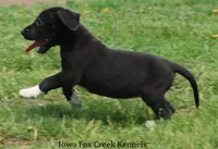 Mitzi, a male Great Dane for sale in Unionville, IA – 4 of 10