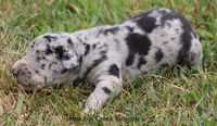 Samson, a male Great Dane for sale in Unionville, IA – 5 of 10