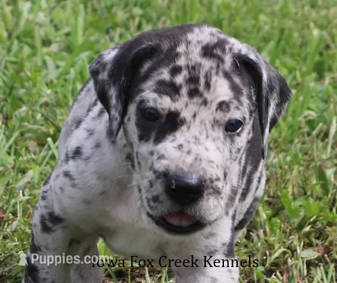 Samson – Great Dane puppy for sale in Unionville, IA