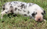 Zeus, a male Great Dane for sale in Unionville, IA – 2 of 10