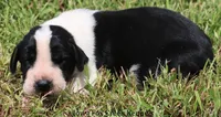Zoey, a female Great Dane for sale in Unionville, IA – 2 of 10