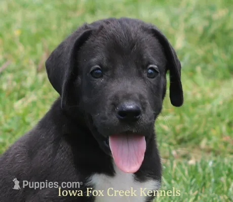 Milo – Great Dane puppy for sale in Unionville, IA