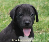 Milo, a male Great Dane for sale in Unionville, IA – 1 of 10