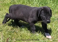 Max, a male Great Dane for sale in Unionville, IA – 2 of 10