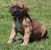 Bonnie, a female Great Dane and English Mastiff for sale in Unionville, IA – 4 of 10