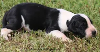 Zoey, a female Great Dane for sale in Unionville, IA – 5 of 10