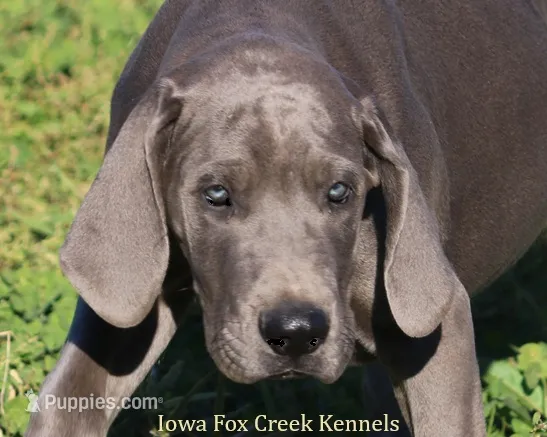 Sophie – Great Dane puppy for sale in Unionville, IA