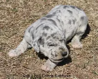 Heidi, a female Great Dane for sale in Unionville, IA – Photo 8 of 10