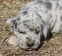 Heidi, a female Great Dane for sale in Unionville, IA – Photo 1 of 10