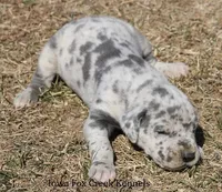 Heidi, a female Great Dane for sale in Unionville, IA – Photo 6 of 10