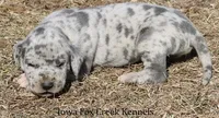 Heidi, a female Great Dane for sale in Unionville, IA – Photo 2 of 10