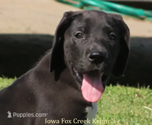 Milo – Great Dane puppy for sale in Unionville, IA
