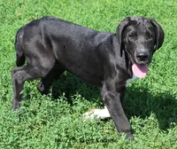 Milo, a male Great Dane for sale in Unionville, IA – 4 of 8