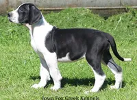 Zoey, a female Great Dane for sale in Unionville, IA – 6 of 10
