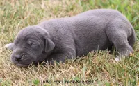 Sophie, a female Great Dane for sale in Unionville, IA – 7 of 10