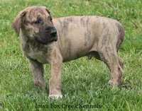 Murphy, a male Great Dane for sale in Unionville, IA – 5 of 10