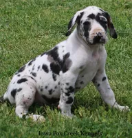 Molly, a male Great Dane for sale in Unionville, IA – 4 of 9