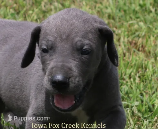 Sophie – Great Dane puppy for sale in Unionville, IA