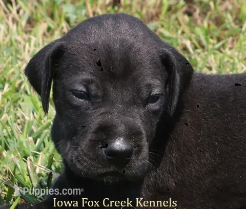 Sadie – Great Dane puppy for sale in Unionville, IA